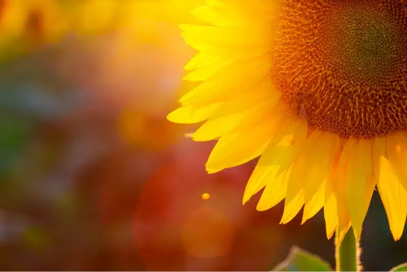 Hidden Disabilities Sunflower Program